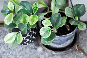 Two potted peperomia plants with green variegated leaves.
