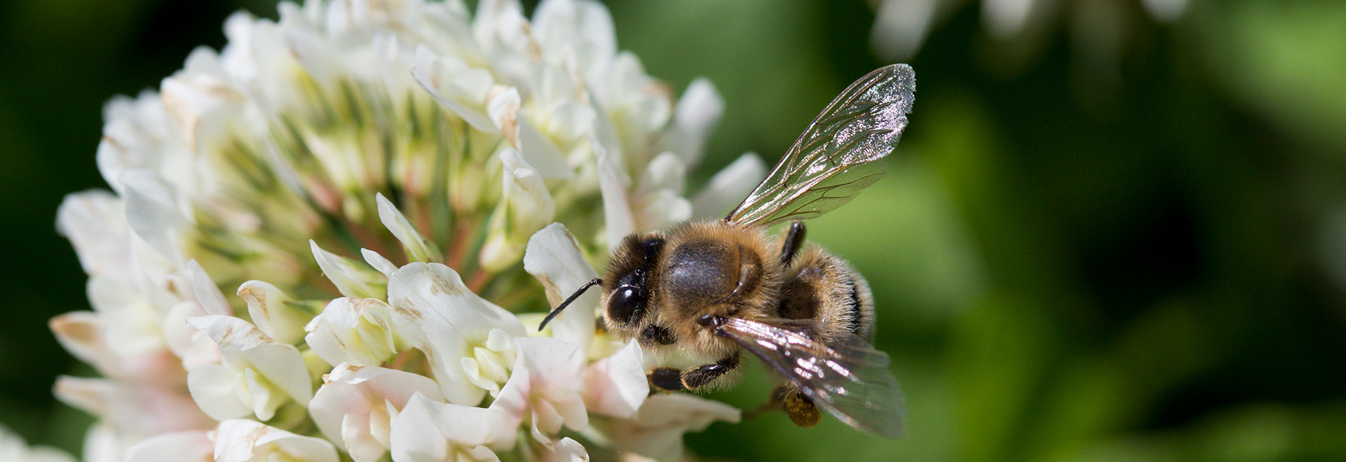Bee on a white clover flower