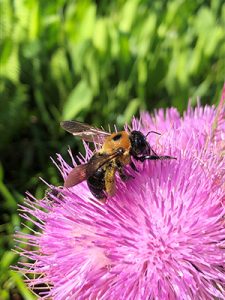 A bee on a bright pink thistle flower