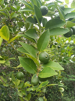 Limbs of a key lime tree with round green fruit and medium sized green oval, pointed leaves