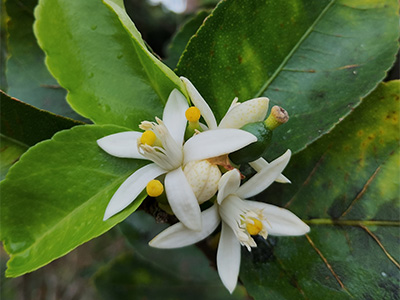 Two small white, star-shaped flowers of a key lime tree.