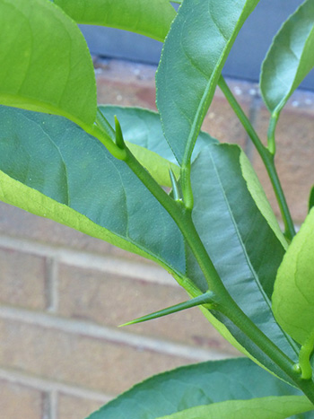 Key lime foliage, showing a thorn on the stem.