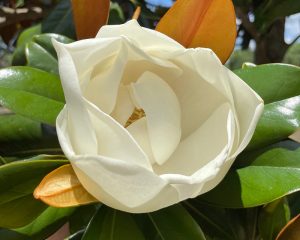 Large magnolia flower with waxy, creamy white petals. 