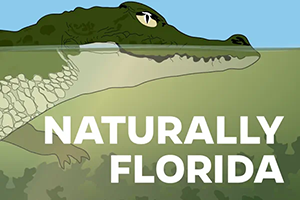 Illustration of an alligator floating in water with the podcast title Naturally Florida.