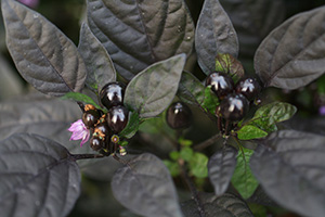 Ornamental pepper plant with black-green leaves and black-purple peppers, so round they resemble berries.