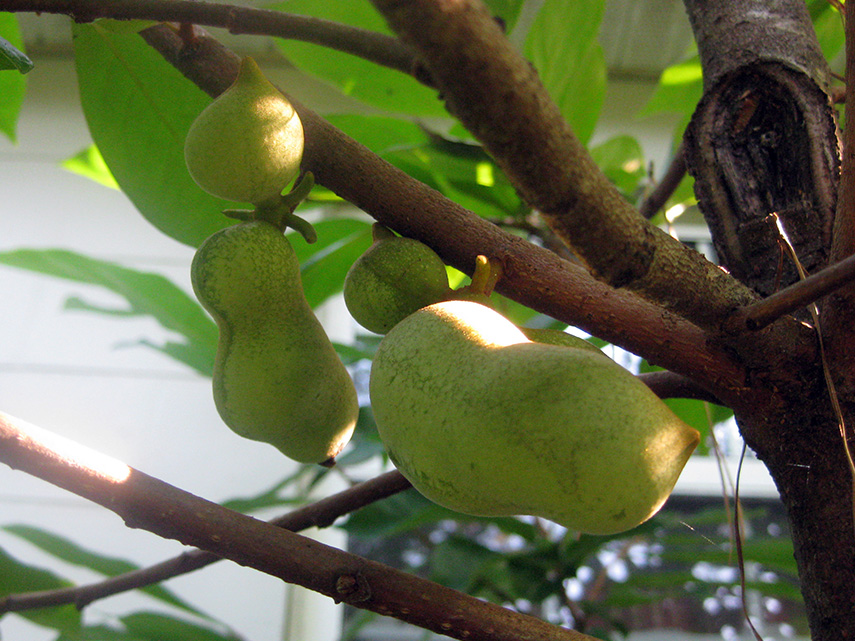 Slide Image