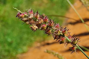 The spiny, sticky seedheads of sandbur.