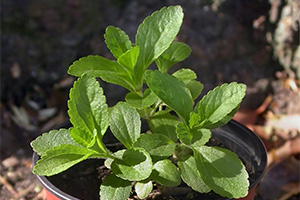 Young stevia plant is small and herby with mint-like leaves.