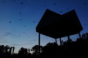Bat leaving the UF bat-house early in the evening.