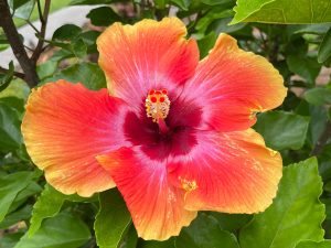 Brilliantly colored flower of a hibiscus cultivar, deep orange, tipped in yellow, with a deep red center.