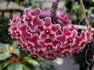Very close look at a pink hoya bloom, which is a cluster of small, starfish-shaped flowers.