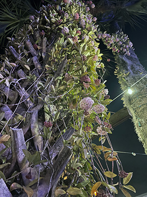 Night-time photo of a flowering hoya growing all the way up a tall palm tree, covering the trunk