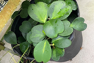 The green, heart-shaped foliage of Hoya kerrii.