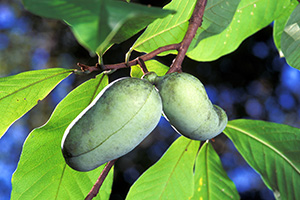 Two fuzzy green kidney-shaped pawpaw fruit on the tree.