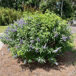 Vitex shrub in bloom with spikes of purple flowers.