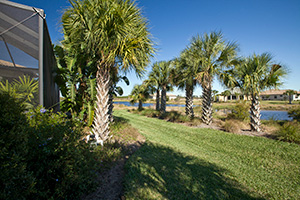 Palms in a Florida-Friendly back yard