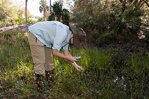 A volunteer at the DeLuca Preserve uses a phone app to document a species.