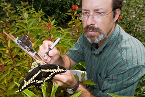 Dr. Jaret Daniels takes notes while observing a black and yellow butterfly.
