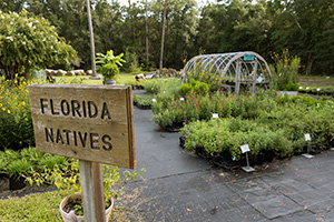 A wooden sign reading Florida Natives, in front of a nursery.