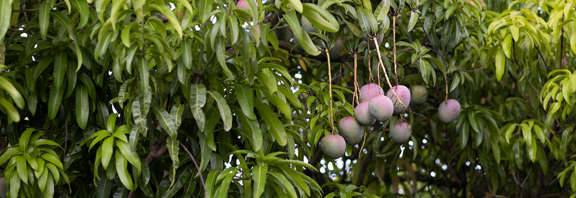 Purple-ish mangos still on the tree in an orchard.