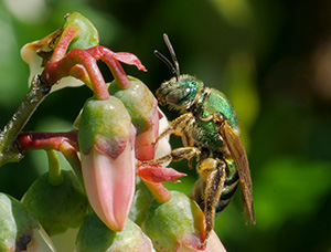A metallic green sweat bee visits the flowers of a blueberry plant.