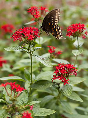 A mostly black butterfly rests on deep red pentas flowers.