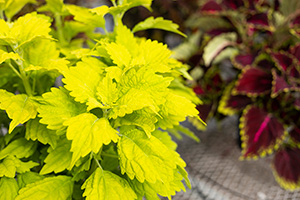 A bright electric yellow- green coleus plant