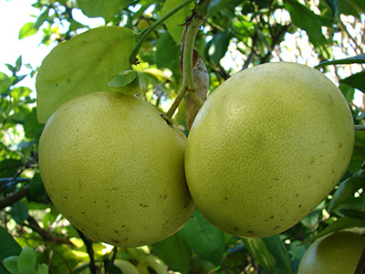 Two pale green grapefruit hanging on the tree