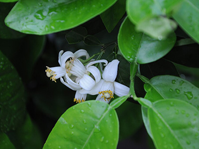 Grapefruit flowers look like most citrus flowers: small, waxy white petals.