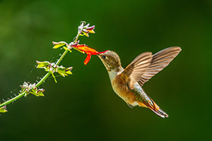 A brownish hummingbird visits a red salvia flower