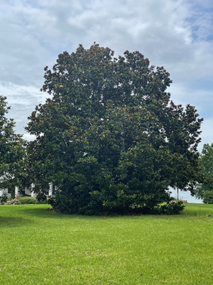 Really big Southern magnolia tree taken far enough away to get the whole tree in.