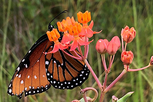Orange black queen butterfly resembling the larger monarch on a cluster of tiny orange milkweed flowers.