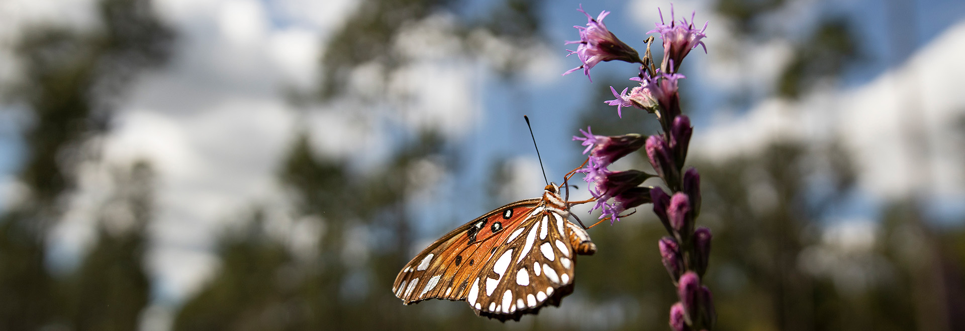 Orange, black and white butterfly visiting a small spike of fringy purple flowers.