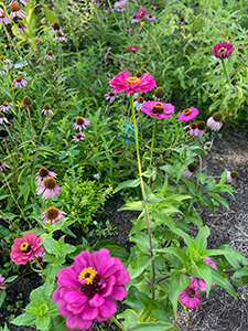 Bright pink zinnia flowers in the Hearthstone gardens.