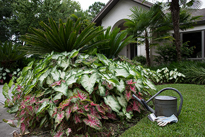 An attractive front yard with a large bed of caladiums.