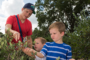 A dad and his two young sons pick blueberries.
