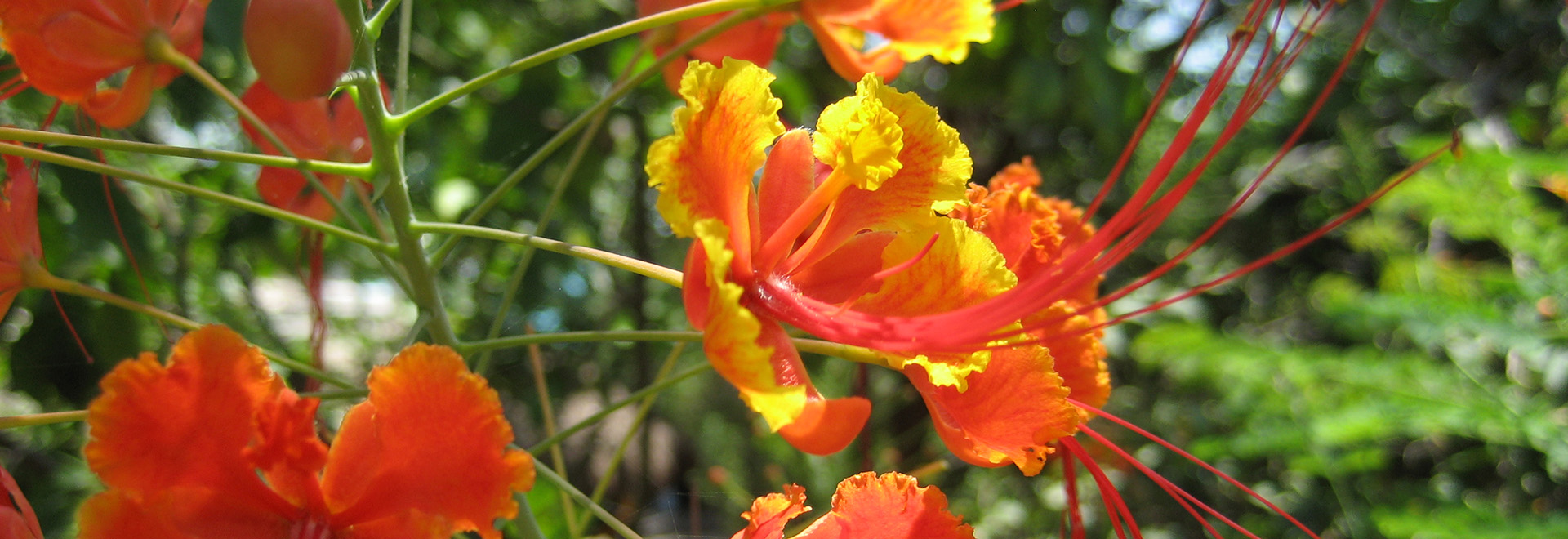 Yellow-orange tropical flowers on a delicate small tree. Dwarf poinciana is in bloom in South Florida in the fall.