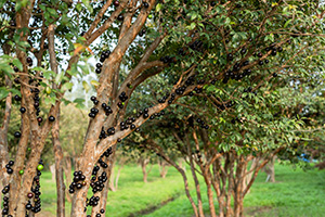 Jaboticaba trees resemble crapemyrtles in that they're smaller with smooth bark that peels. What makes them unique are the large, almost-black berries that grow right on the trunk and branches of the tree.
