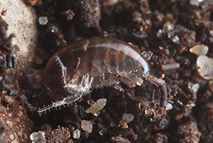 A zoomed in view of a shrimp-like creature. Photo courtesy of iNaturalist user thirty_legs, some rights reserved.