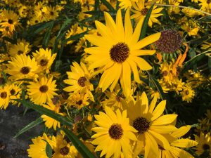 Golden-yellow daisy-like swamp sunflowers