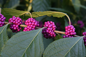 Tight clusters of bright purple berries on the stem of a beautyberry shrub.