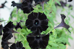 Velvety black trumpet shaped petunia flowers