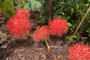 Blood lily flowers pop right out of the ground on a single leafless stem, a bright red globe of tiny flowers.