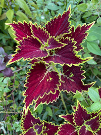 A foliage plant with deep magenta leaves edged in green