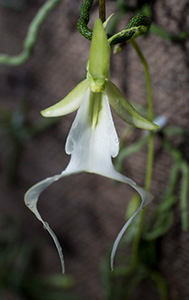 A small white orchid flower with droop tendrils resembling a beard.