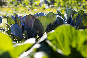 Leafy upright greens in a sunlit field.