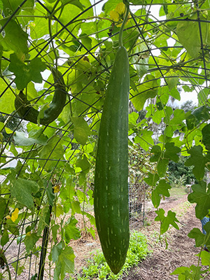 Long thin green squash hanging from an trellised arbor.