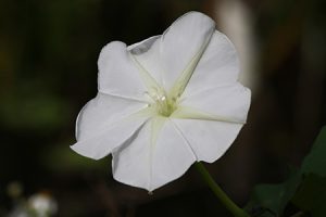 Very simple white flower