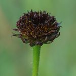 A rayless sunflower looks like a flower with all of its petals torn off leaving only the brown center.