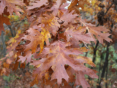 Deeply lobed leaves of Shumard oak in fall turning reddish brown